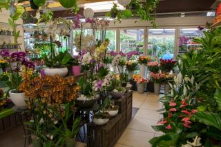 Fleuriste Le Petit Coquelicot Devecey 1