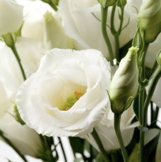 Fleuriste Lore Basa 1