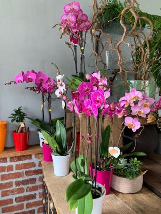 Fleuriste Lore Basa 0