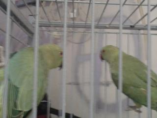 Fleuriste Graineterie Fleurs - I.C. MONTANT 0