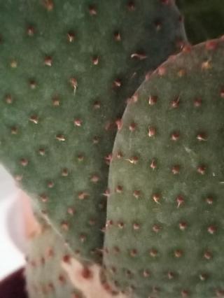 Fleuriste Interflora 0