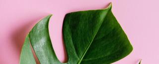 Fleuriste Lilas rose boutique.com 0