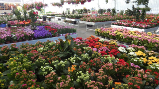 Fleuriste Garden Center Quel 0