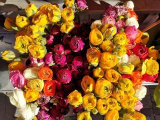 Fleuriste Pauline Fleurs et Plantes 2