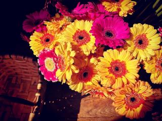 Fleuriste Pauline Fleurs et Plantes 0