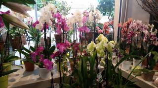 Fleuriste Floranne Fleurs 0