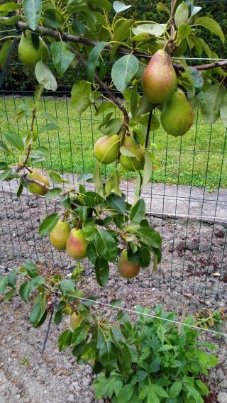 Fleuriste Pépinières Dubois 0