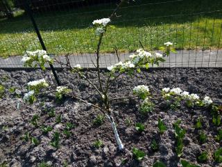 Fleuriste Pépinières Dubois 0