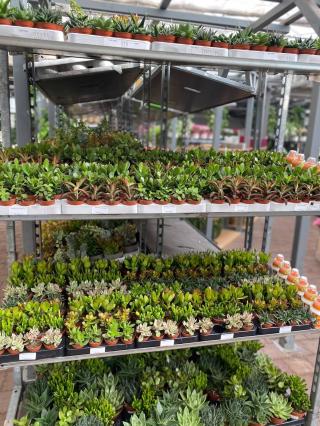 Fleuriste Le Carrefour de la Fleur - Montigny en Gohelle 0