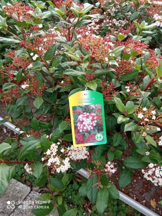 Fleuriste E.Leclerc Jardi 0