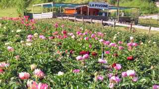 Fleuriste Pépinière la pivoine 0