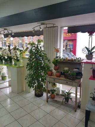 Fleuriste Flor Halle 0