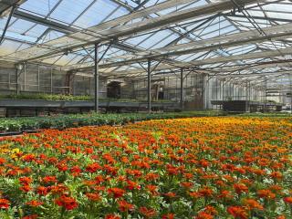 Fleuriste Jardinerie Juignet 0