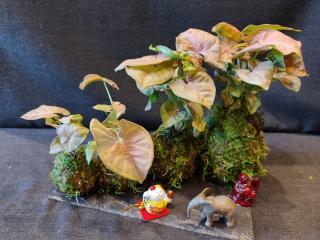 Fleuriste Kokedama - Kokedam'Art 0