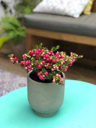 Fleuriste Allons Voir Si La Rose 0