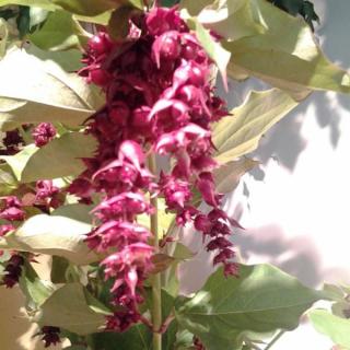 Fleuriste Allons Voir Si La Rose 0