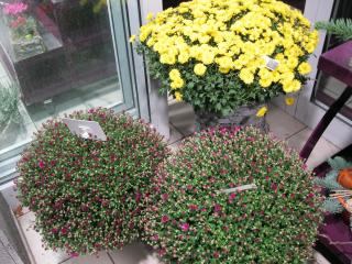 Fleuriste Coeur de fleurs 0