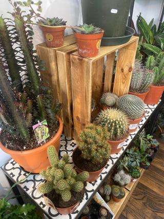 Fleuriste Urban et Végétal 0