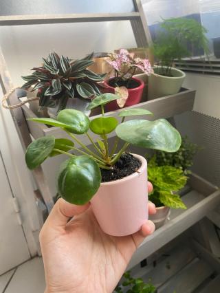 Fleuriste Urban et Végétal 0