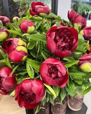 Fleuriste Échoppe végétale 0