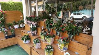 Fleuriste Au Cannet Fleuri 0