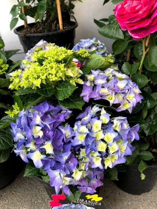 Fleuriste Cœur De Fleurs 2