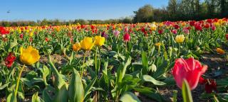 Fleuriste Libre Service Fleurs 0
