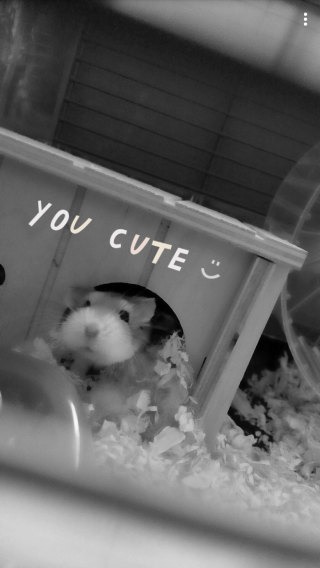 Fleuriste Le Scalaire Bleu 0