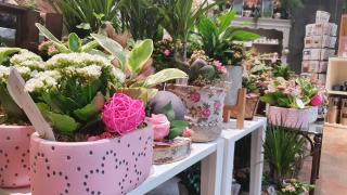 Fleuriste Graine d'Hellébore 0