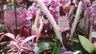 Fleuriste Graine d'Hellébore 0