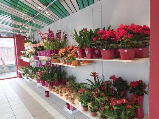 Fleuriste Aux fleurs de France 0