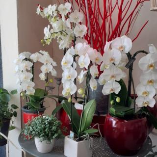 Fleuriste Conter Fleurette 0