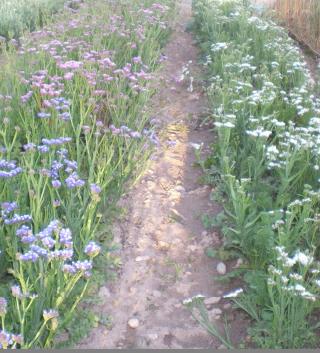 Fleuriste Fleurs Séchées 0