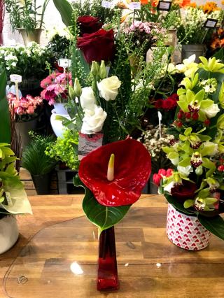 Fleuriste rouge pivoine 
