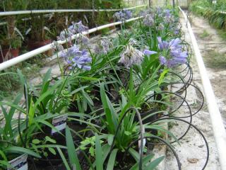 Fleuriste TOULOUSE ROSES PRODUCTION 2