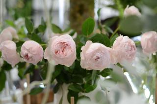 Fleuriste Rouge Pivoine Caen 0