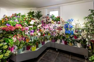 Fleuriste Marché aux Fleurs Clermont-Ferrand 0