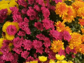 Fleuriste Le Carrefour De La Fleur 2