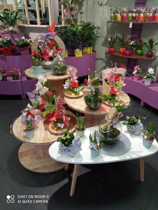 Fleuriste Fleurs de coton 0