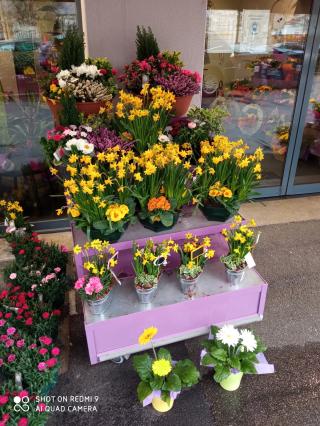 Fleuriste Fleurs de coton 0