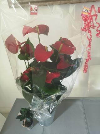 Fleuriste Le Jardin Exotique 1