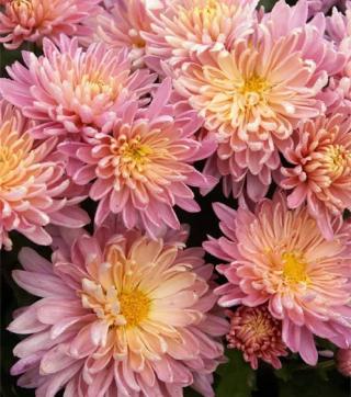 Fleuriste Les serres de la Floorantine 1