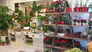 Fleuriste Les Fleurs et Louise... 0