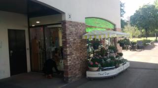 Fleuriste Vert Tige 0