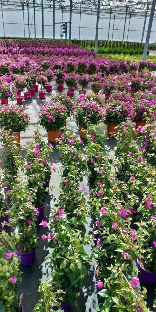 Fleuriste Moinet Et Fils SAS 0