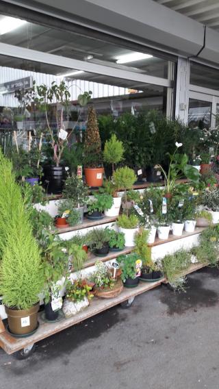 Fleuriste BOUQUET PASSION BRUZZESE 1