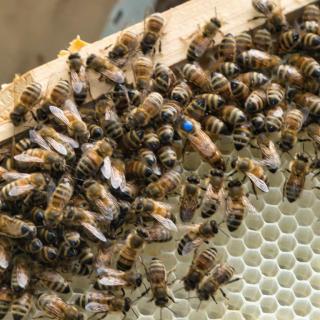 Fleuriste CHRISTOPHE GERVAIS Apiculteur 0