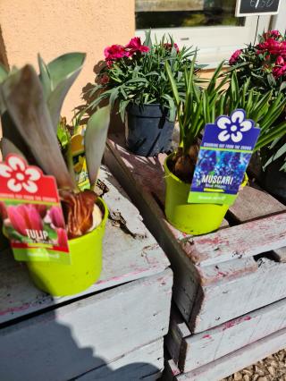 Fleuriste Le Secret d'une Fleur | Fleuriste Lyon 0