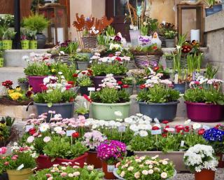 Fleuriste café fleurs 1