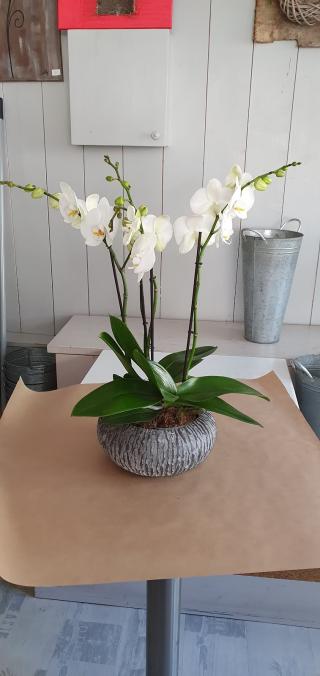 Fleuriste Chlorophylle 0